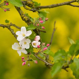 A branch of apple blossom by Marijke van Eijkeren