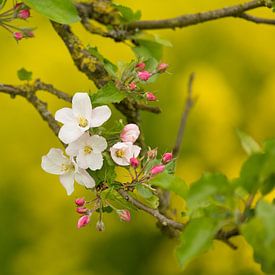 Une branche de la fleur de pommier sur Marijke van Eijkeren