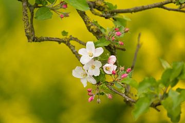 A branch of apple blossom
