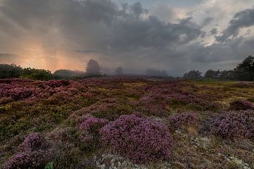 Heide in de mist van peterheinspictures