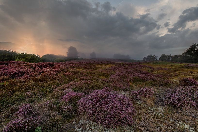 Heather in the mist by peterheinspictures