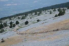 Schapenkudde op de Mont Ventoux by Myrte Wilms