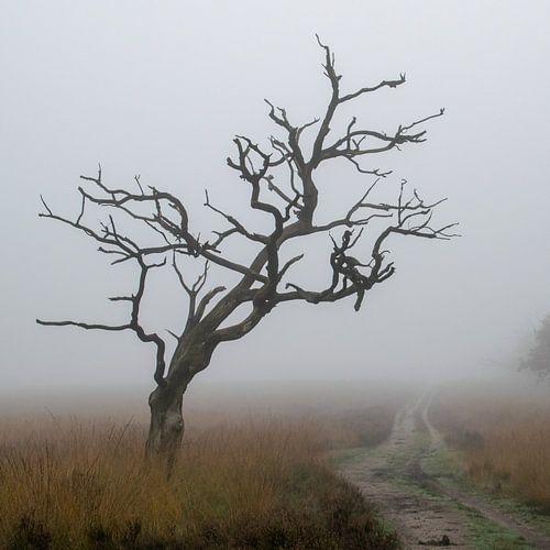 Tree frame in the fog