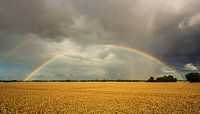 Regenbogen über dem Feld von Frank Herrmann Miniaturansicht