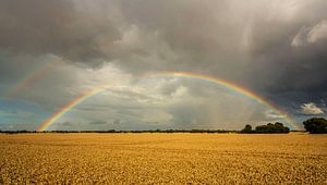 Regenbogen über dem Feld
