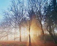 Laagstaande zon in het bos