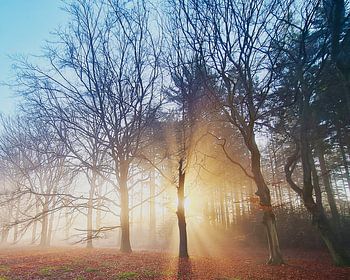 Laagstaande zon in het bos