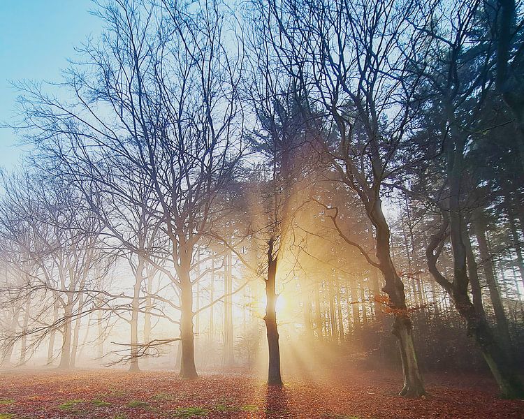 Laagstaande zon in het bos van Theo Fokker