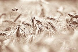 Kornfeld sepia von Christina Sudbrock