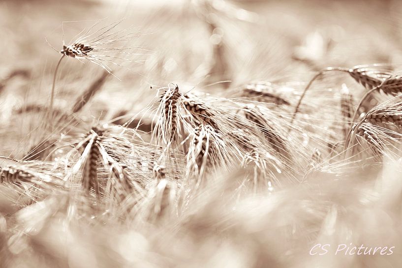 Kornfeld sepia par Christina Sudbrock
