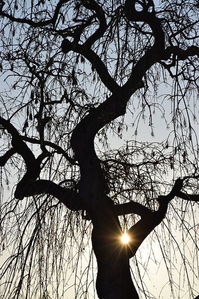 Wintersolstice by Ingrid de Vos - Boom