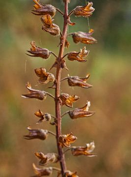 Basil Flower Pods in the Fall by Iris Holzer Richardson