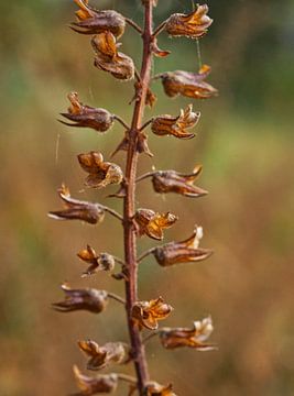 Les gousses de basilic à l'automne sur Iris Holzer Richardson