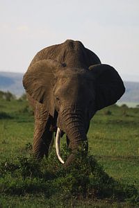 Éléphant - ll