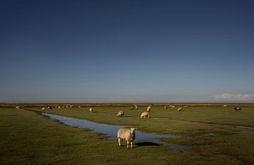 Schafe grasen in den Salzwiesen an der Küste von Groningen von Bo Scheeringa Photography