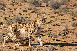 Wildes Gepard in Afrika  