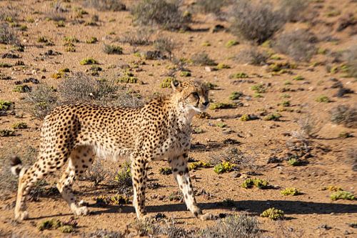 Wildes Gepard in Afrika   von Patricia Hofmeester