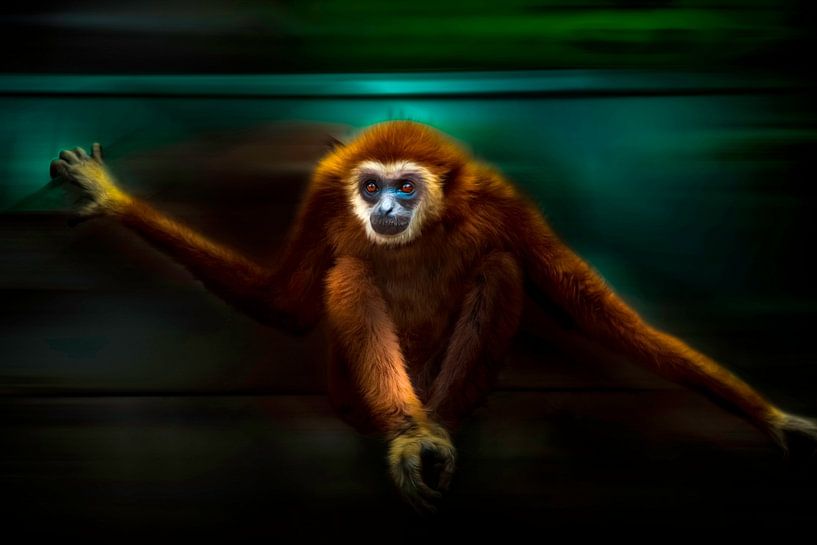 The look of the Gibbon by Chantal CECCHETTI