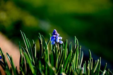 Druifhyacint / Muscari planten van Stef De Vos