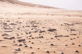 Shells by Jordy Kortekaas