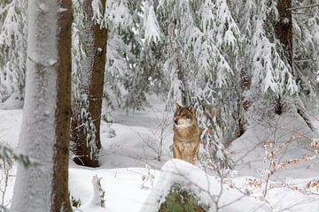 Wolf in de sneeuw van Dirk Rüter