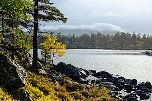 Golden tree Femundsmarka Norway von Gijs de Kruijf