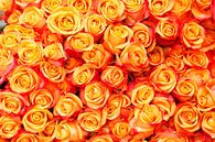 Orange Rosen von Torsten Krüger Miniaturansicht