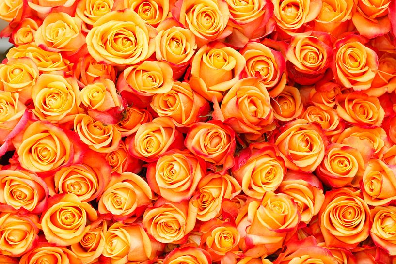 Orange Rosen von Torsten Krüger