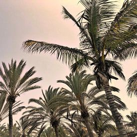 Palmbomen van Remco Alberts