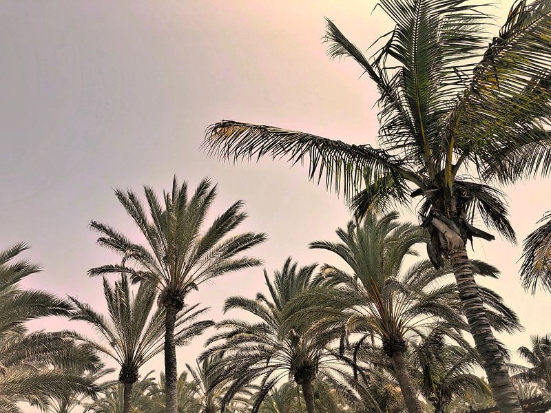 Palm trees by Remco Alberts