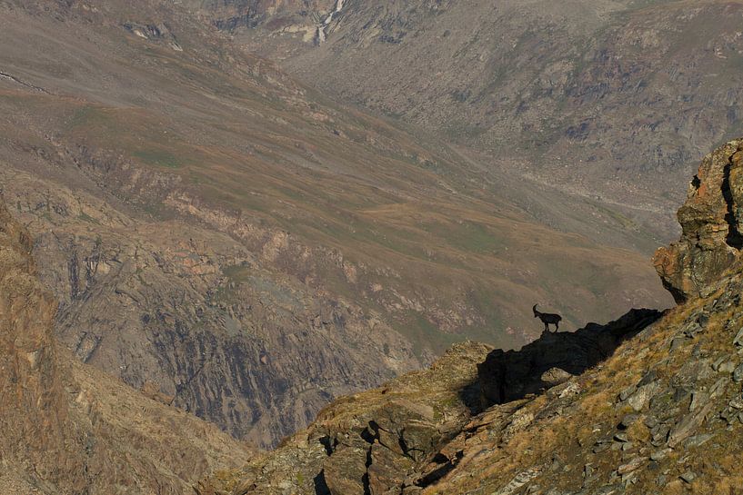 Een steenbok staat op het randje van de afgrond bij de gornergrat in zwitserland van Paul Wendels