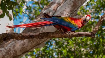 Ara à ailes vertes sur Maarten Verhees