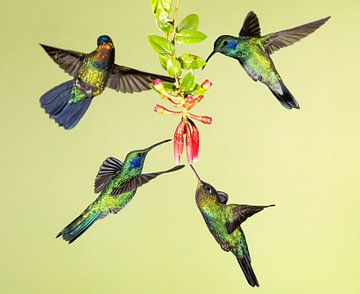 Hummingbird Lesser violetear in Costa Rica by Rob Kempers