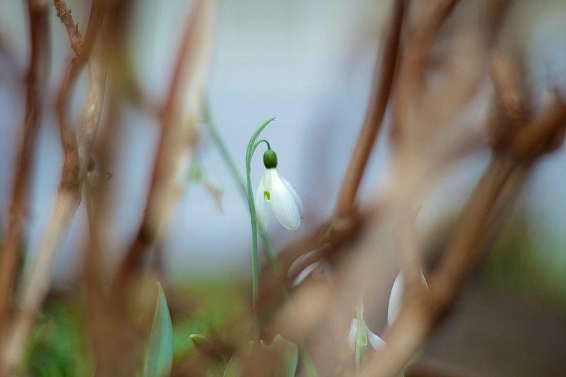Perce-neige par Marianna Pobedimova