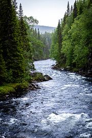 Swedish Nature: Waterfall and Pine Trees in Harmony by Karijn | Fine art Natuur en Reis Fotografie