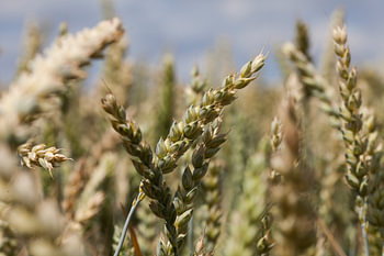 Field with wheat