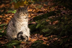 Wilde kat