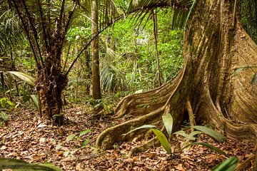 Boom met bladwortels in de Surinaamse jungle van Marcel Bakker