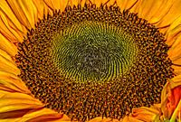 sonne