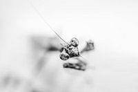 Praying mantis cleaning