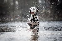 Foto einer dalmatinischen Hundeaktion am Wasser