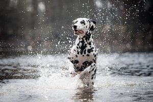 Foto einer dalmatinischen Hundeaktion am Wasser von Lotte van Alderen