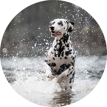 Dalmatiër hond actie foto bij het water van Lotte van Alderen