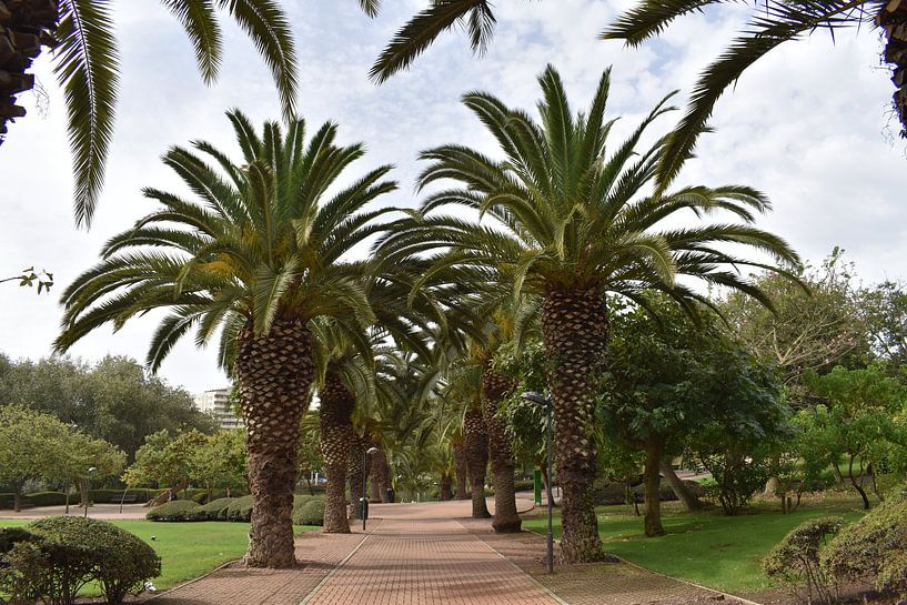 A Paloma Park trail in summer by Claude Laprise