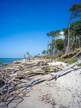 Fischland-Darß-Zingst (Baltic Sea) - Darßer Weststrand