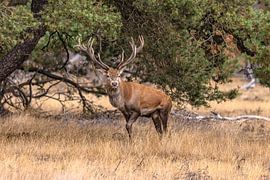 Red deer on the Hoge Veluwe, Netherlands