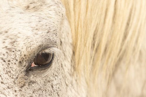 I See You (V) (kleur)