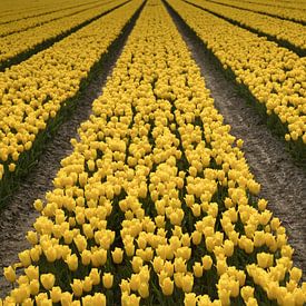 Yellow Tulips 3 van Arjan Benders