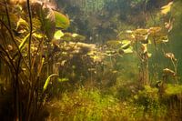 water lily landscape underwater in a ditch