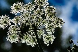 Horseweed